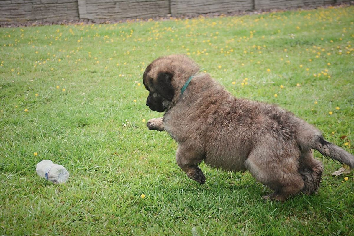 Brown puppy leaping on grass toward a small gray toy