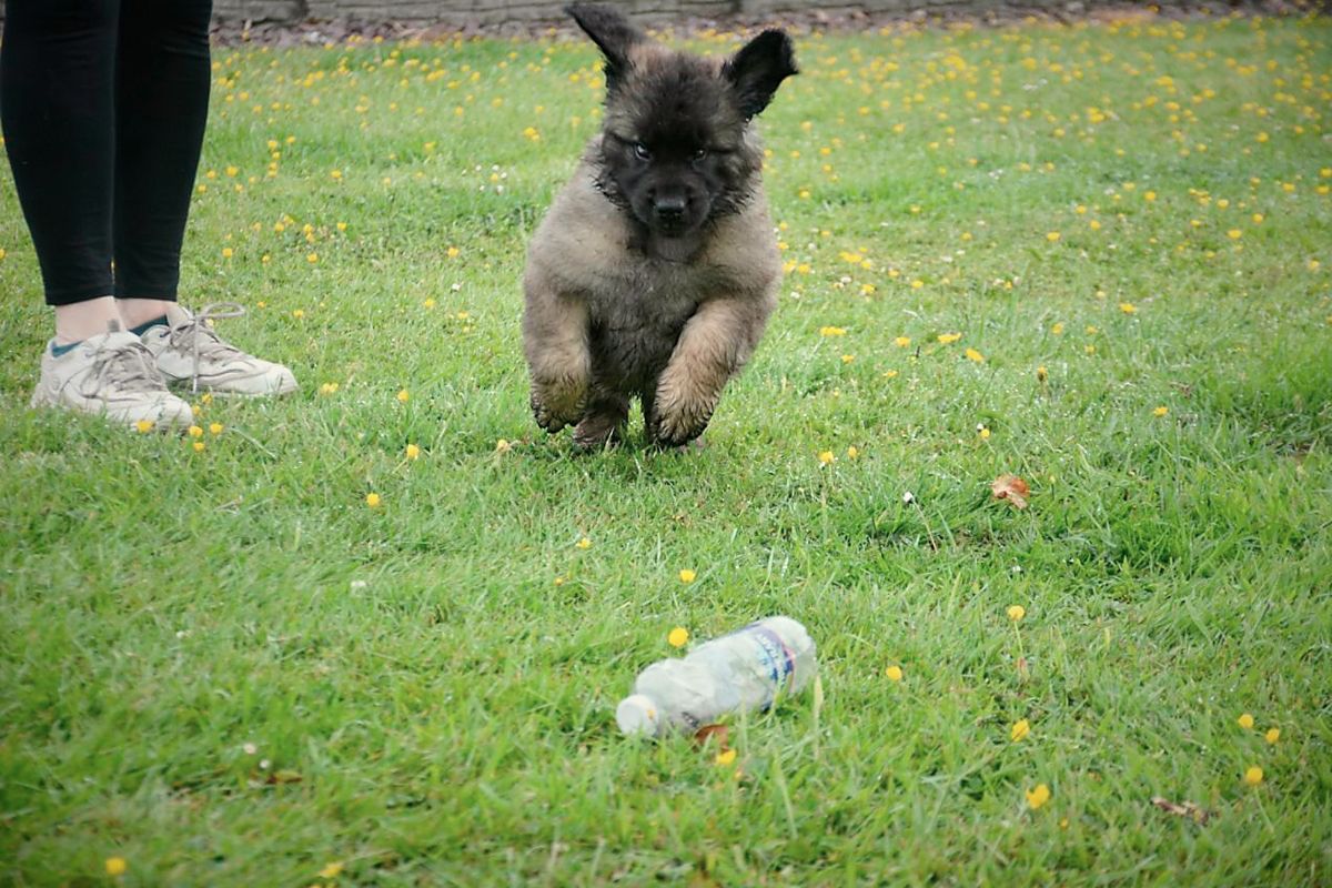 Small fluffy puppy running on grass beside a person’s legs, with a toy in the foreground.