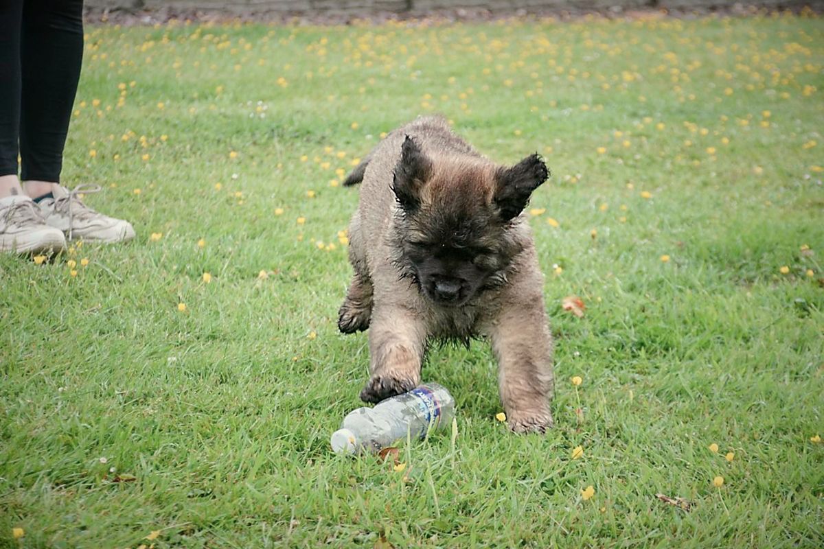 Small brown puppy running on grass toward a toy, with a person's legs visible at the left edge