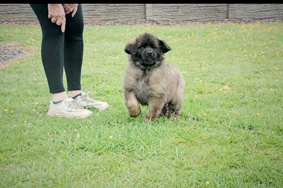 Small fluffy dog sitting on grass beside a person’s legs and white sneakers in a yard