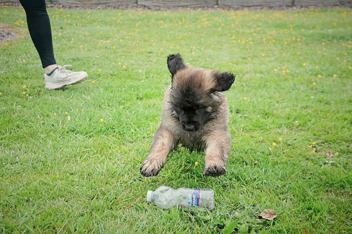 Small fluffy dog sniffing a plastic bottle on grass near a person’s legs
