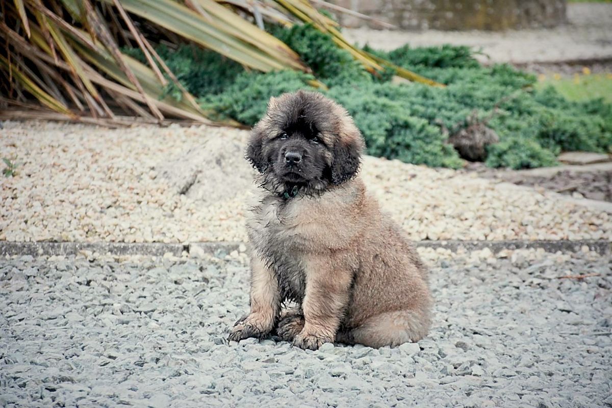 Small fluffy puppy sitting on a gravel path outdoors