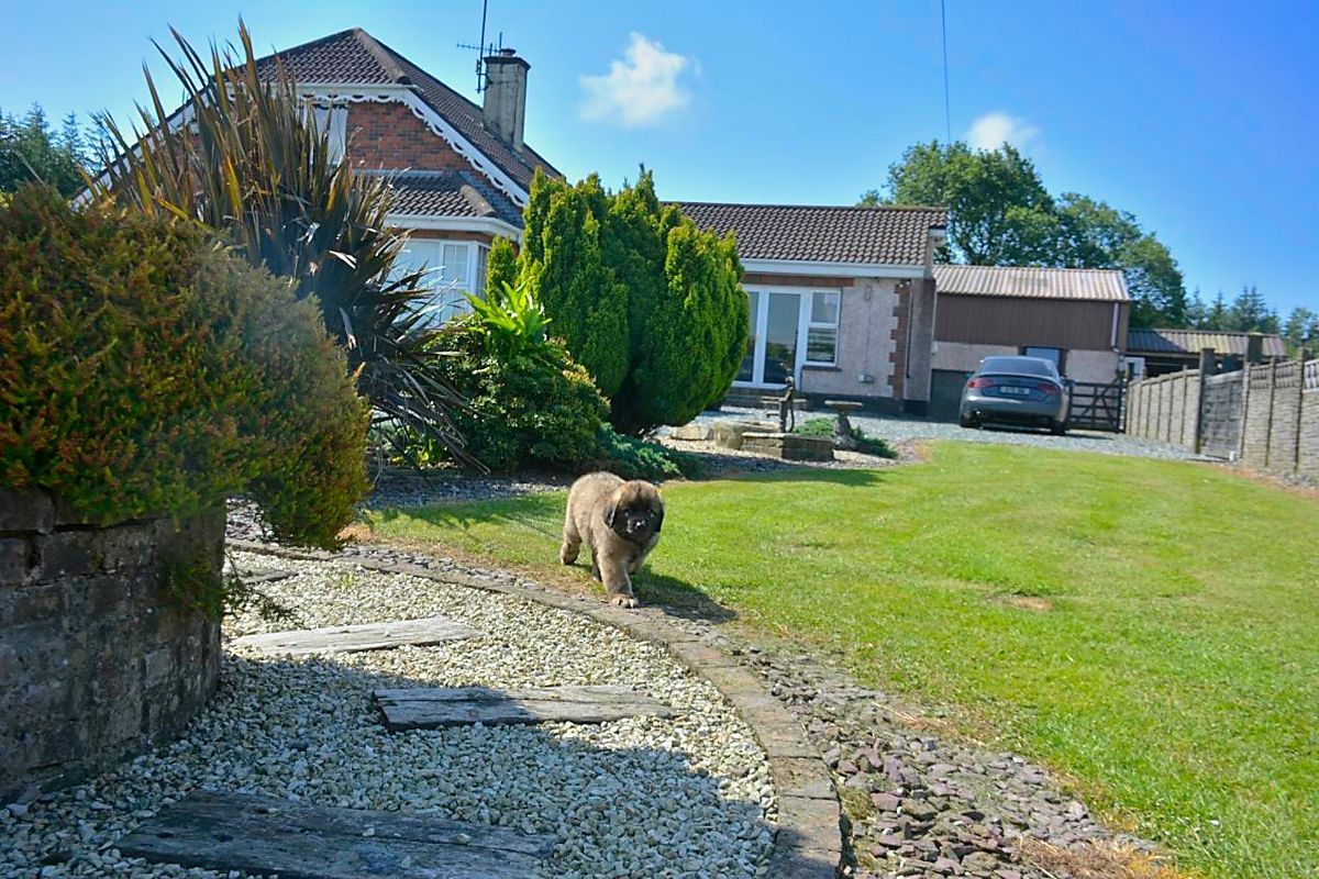 Dog walking on a gravel path beside a house and lawn on a sunny day