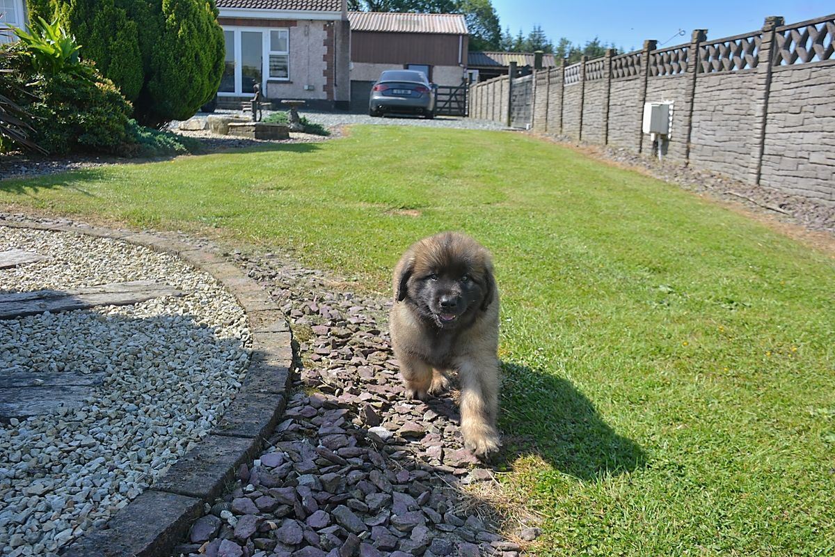 Fluffy brown dog walking on a grassy yard beside a gravel path and stone wall
