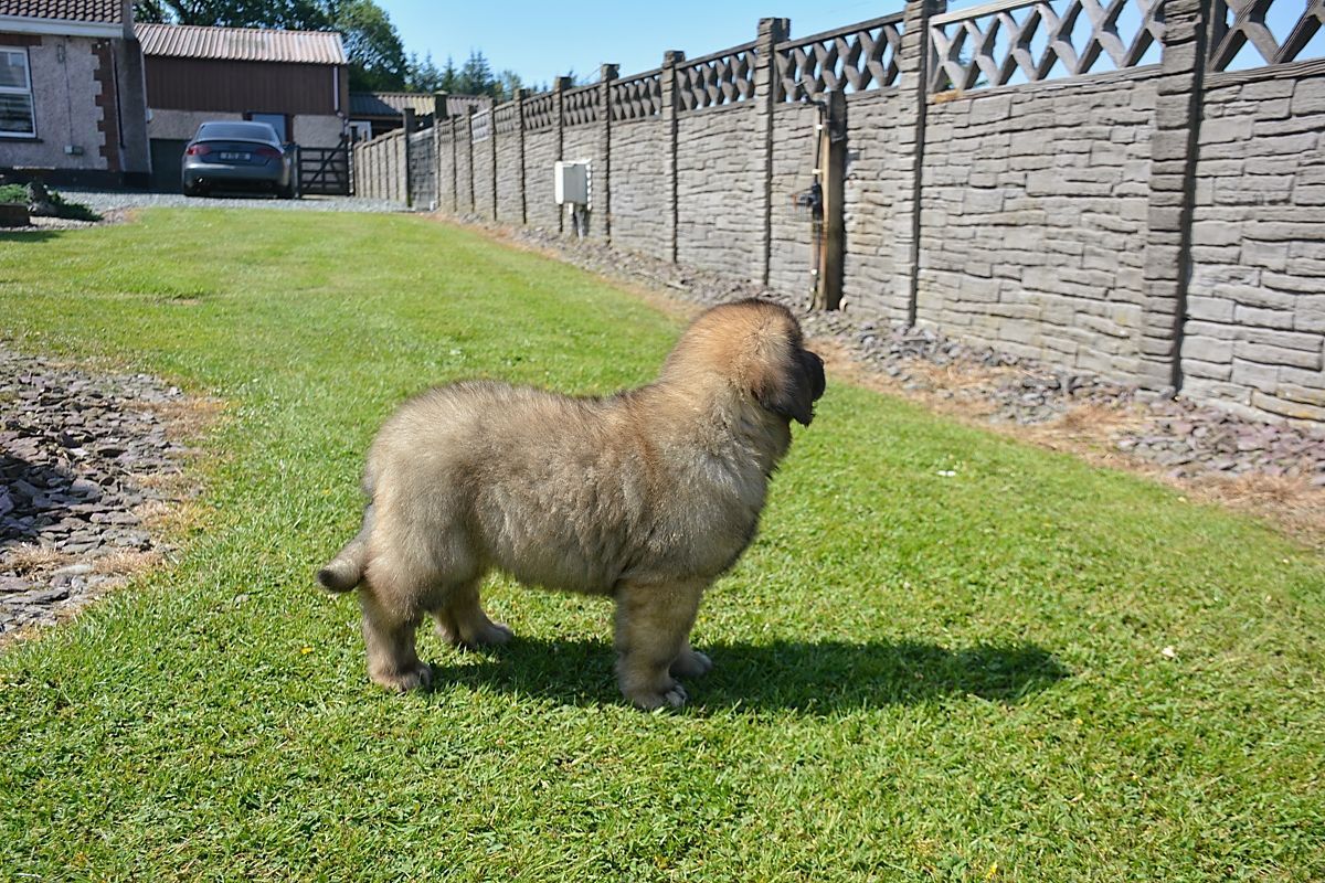 Small fluffy brown dog standing on grass beside a stone fence in a sunny yard