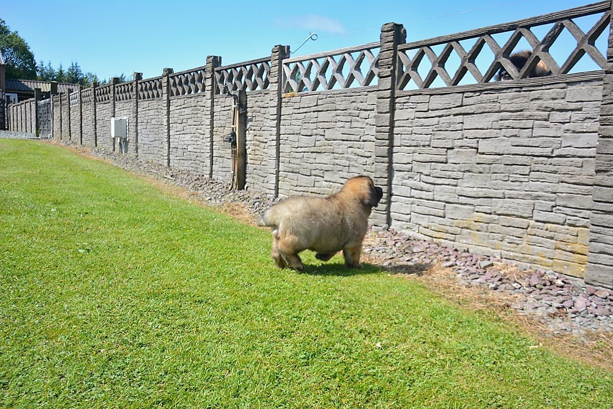 A fluffy brown capybara walking beside a stone wall along a grassy path under a blue sky