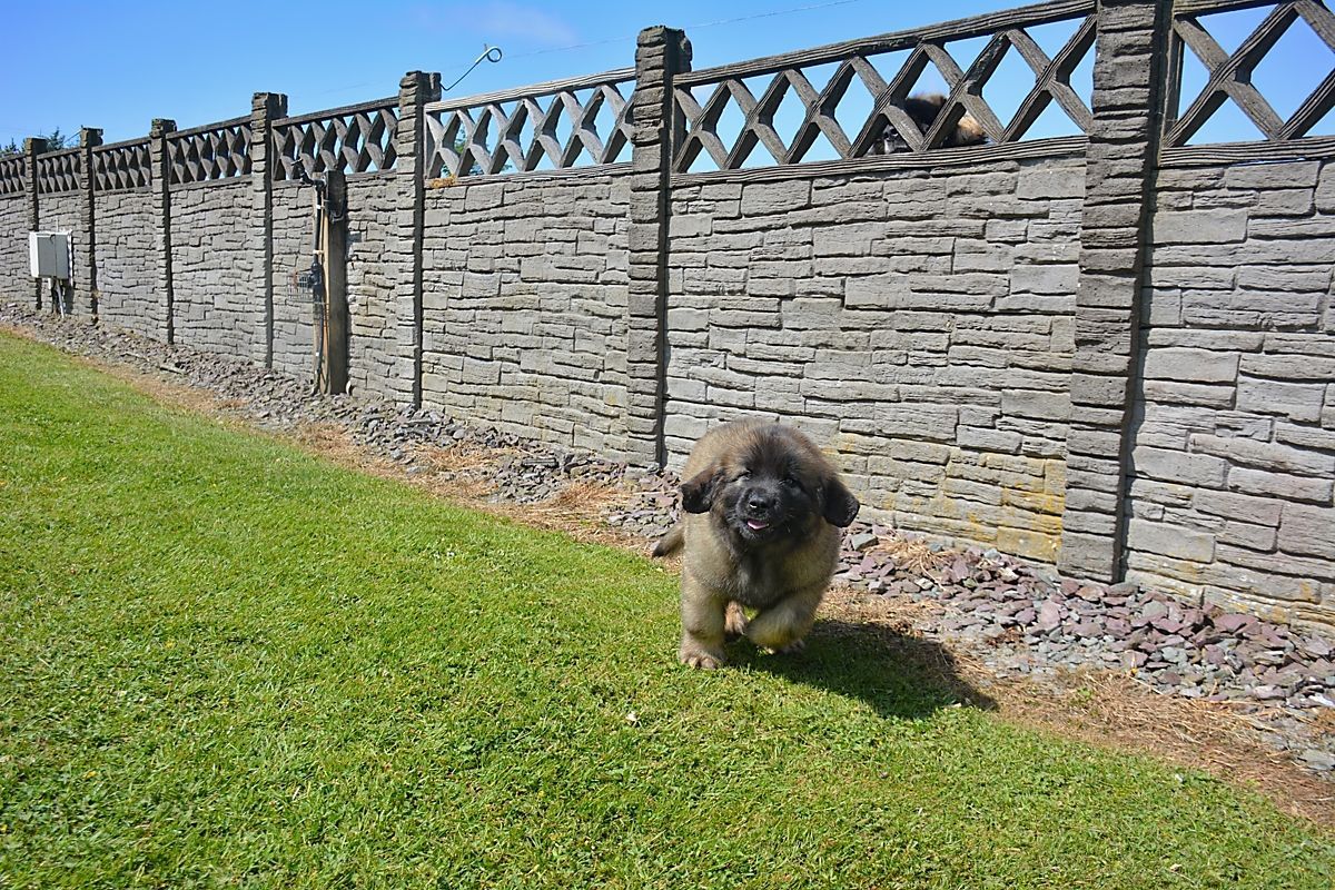 Small dog walking on grass beside a stone wall topped with wooden lattice fencing.