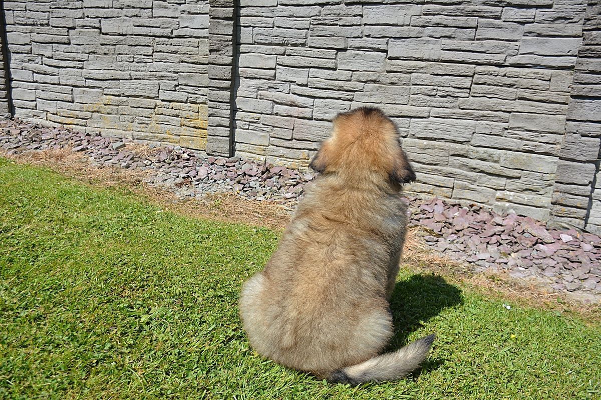 Dog sitting on green grass facing a gray stone wall in bright sunlight