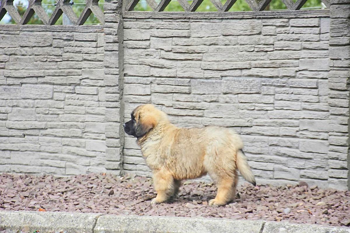Small fluffy tan dog standing by a gray stone wall on a gravel path.