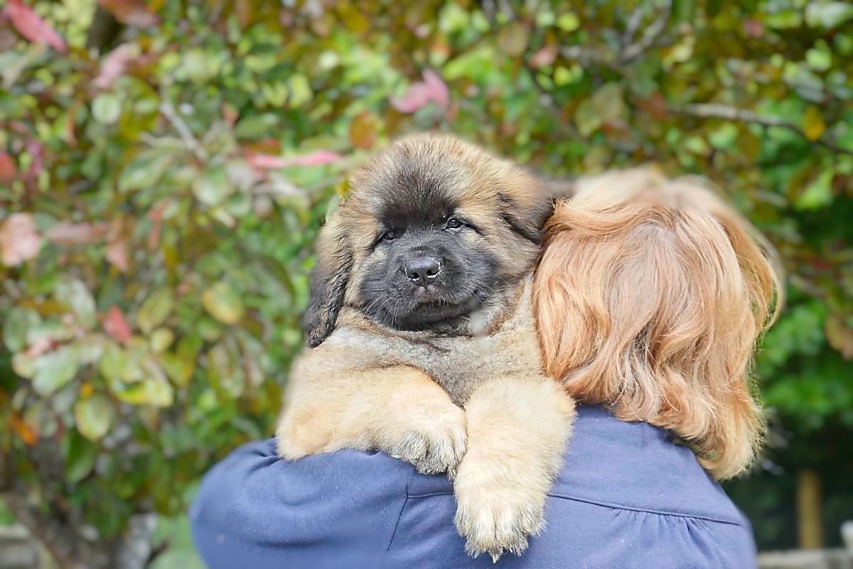 Puppy being held over someone’s shoulder in a leafy outdoor setting
