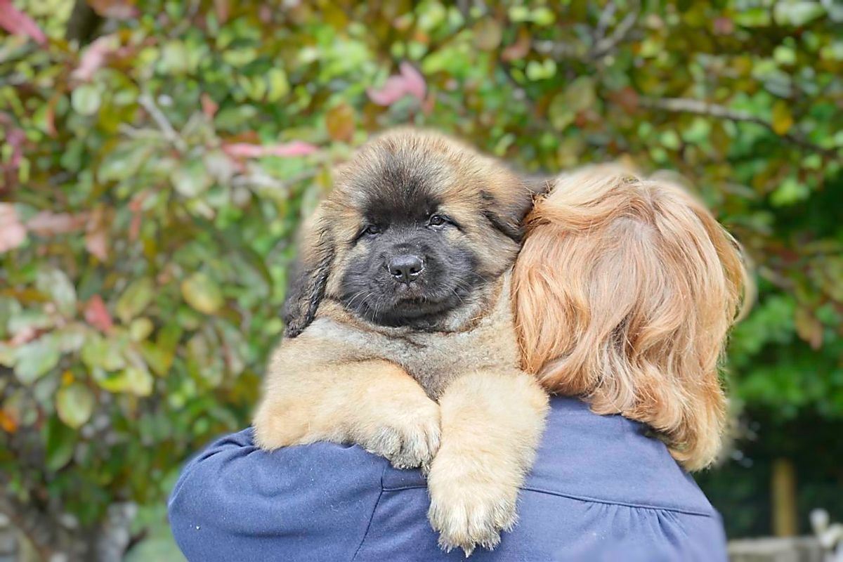 Two fluffy puppies hugging a person in a blue jacket outdoors
