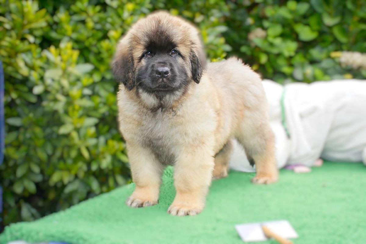 Fluffy tan puppy standing on green turf with a leafy hedge background