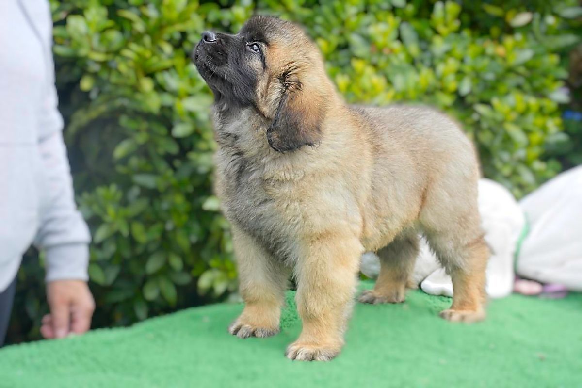 Fluffy tan puppy standing on a green surface outdoors, with people partially visible in the background