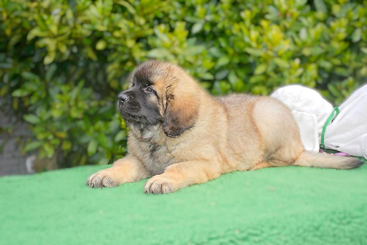 Pug puppy lying on green grass, resting with a white cloth beside it and bushes in the background