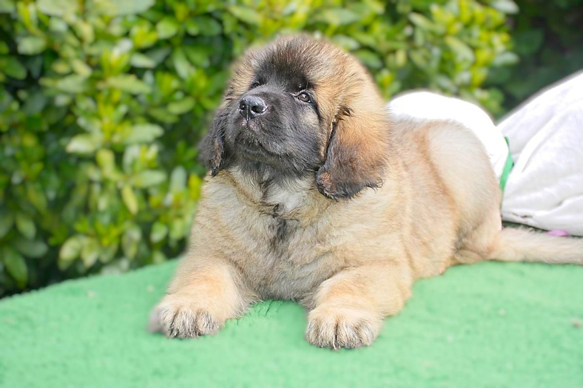 Small tan dog with dark face lying on a green blanket outdoors with leafy bushes behind it