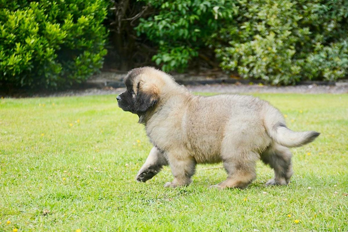 Fluffy tan puppy trotting on grass with green bushes in the background
