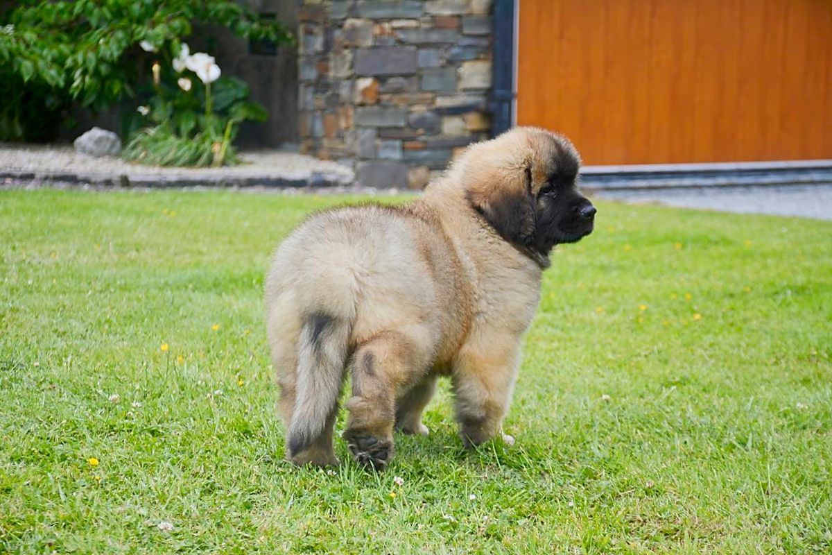 Small fluffy tan puppy standing on grass near a house, facing away