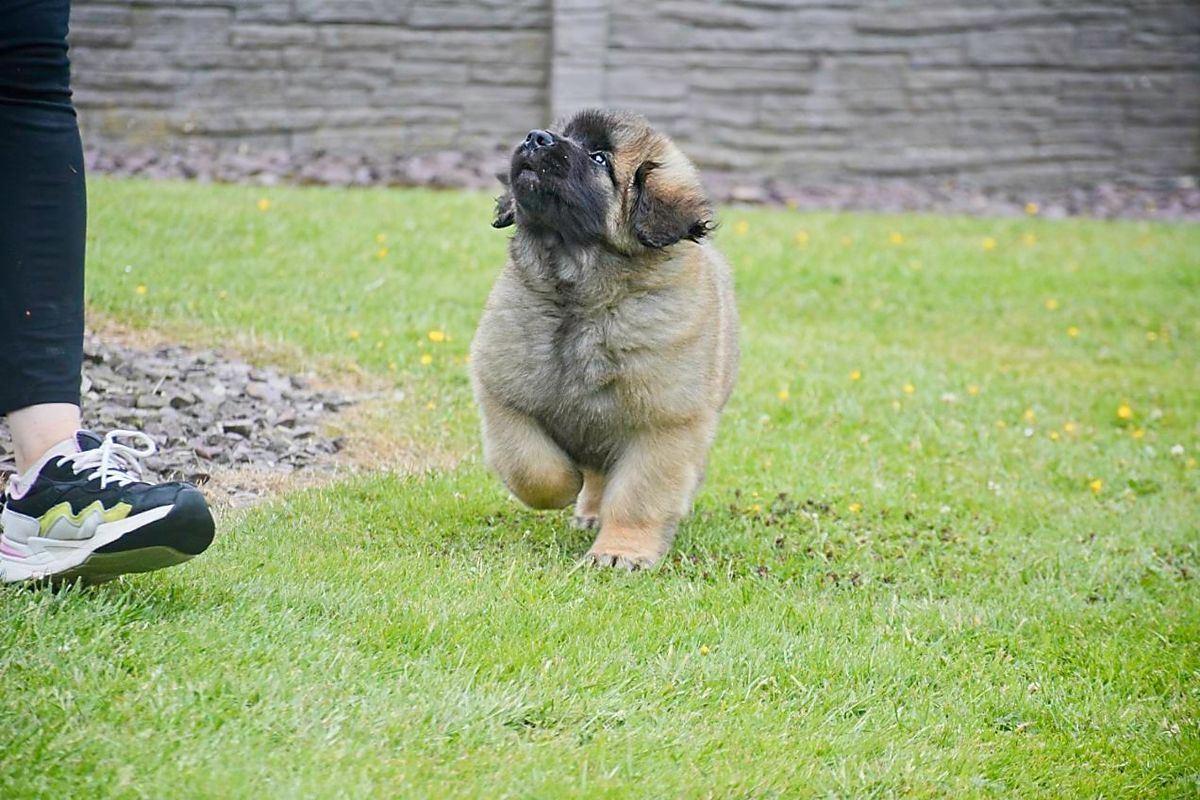 Small fluffy dog walking on grass beside a person’s sneaker and stone wall
