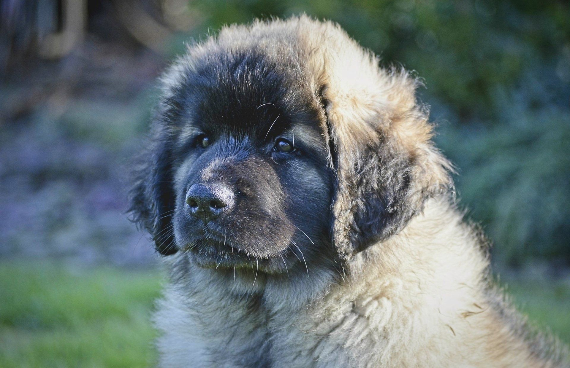 Hillhavenleonbergers leonbergers