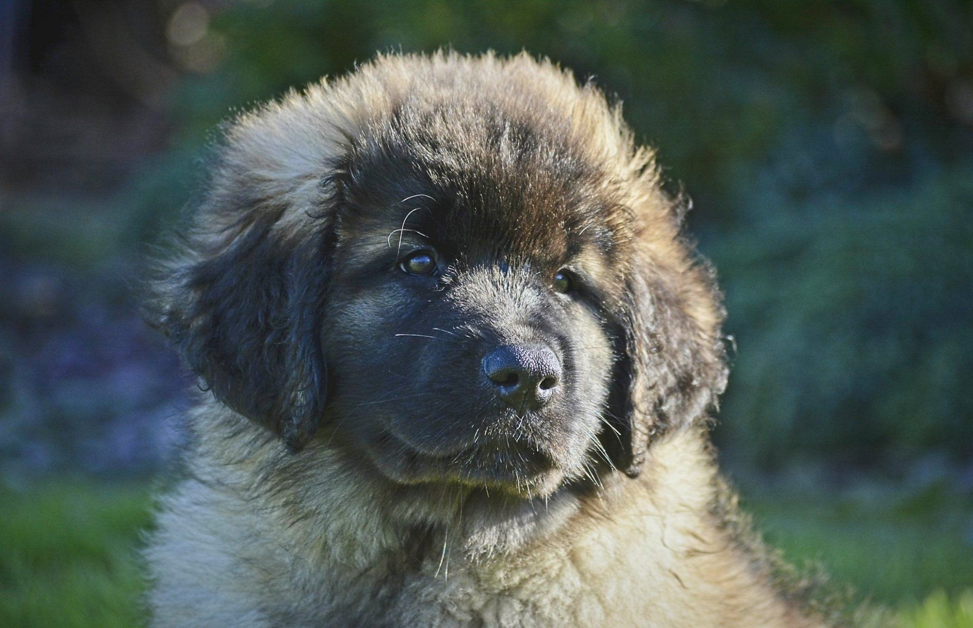 Hillhavenleonbergers leonbergers