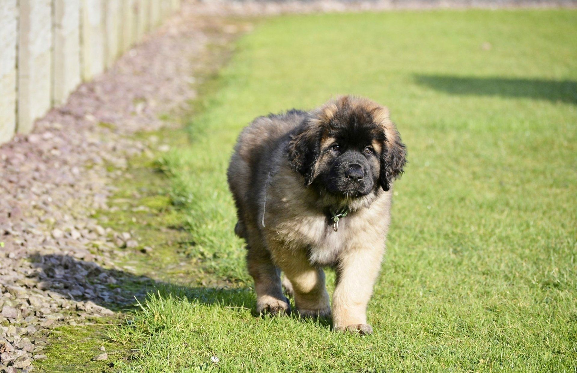 Hillhavenleonbergers leonbergers