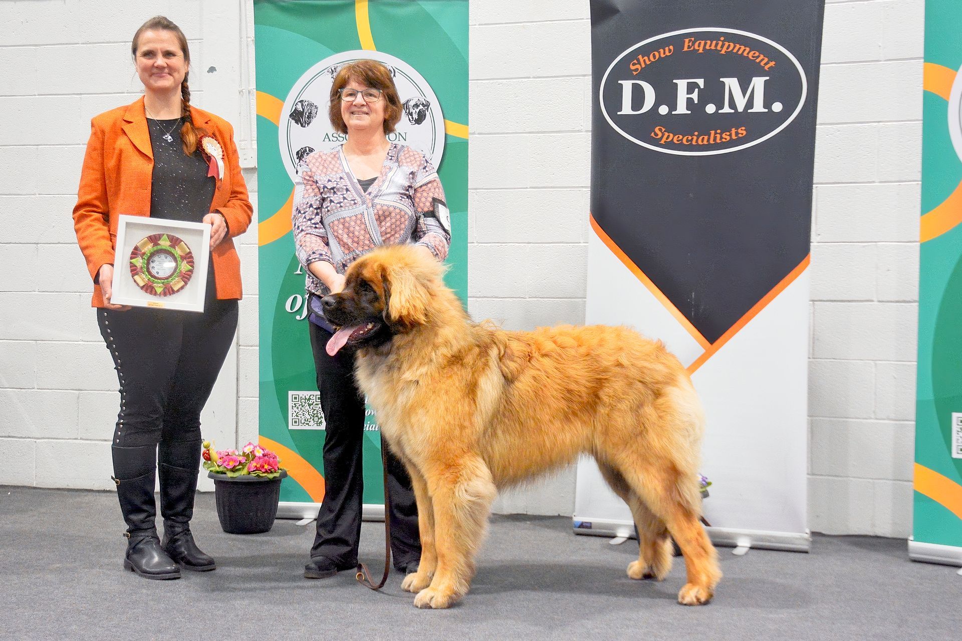 Woman and dog standing on a podium beside another person at a dog show, with D.F.M. banners behind them.