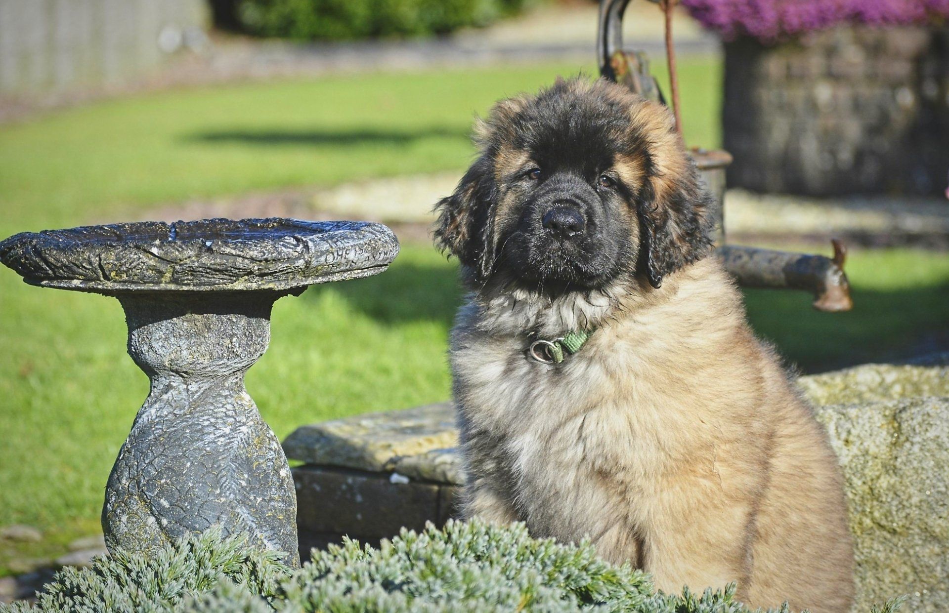 Hillhavenleonbergers leonbergers