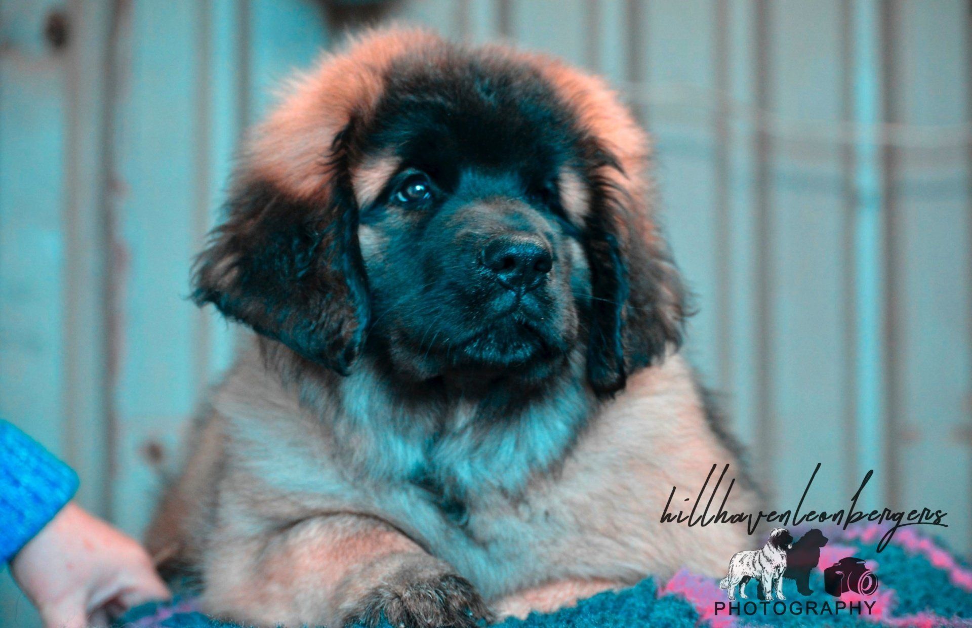 Hillhavenleonbergers leonbergers