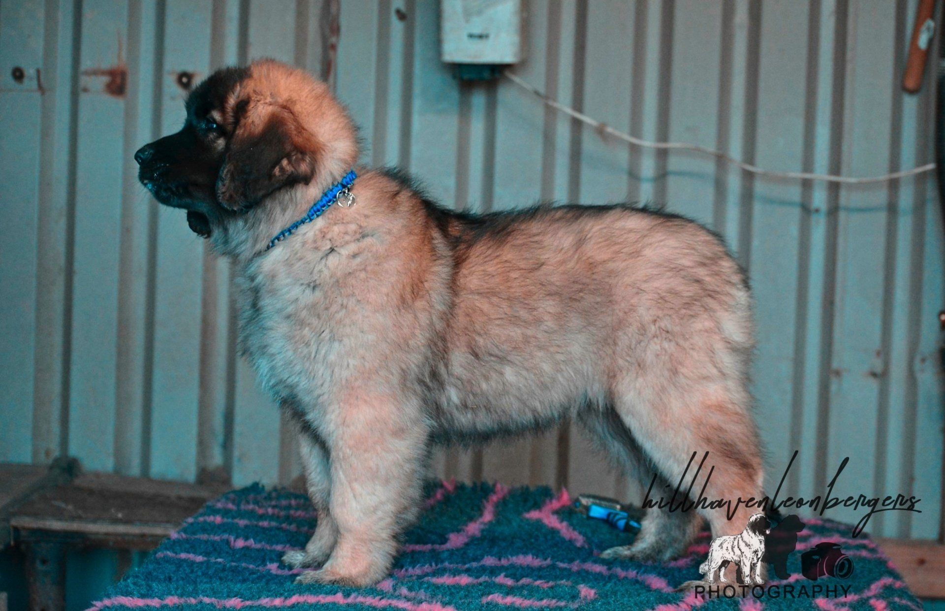 Hillhavenleonbergers leonbergers