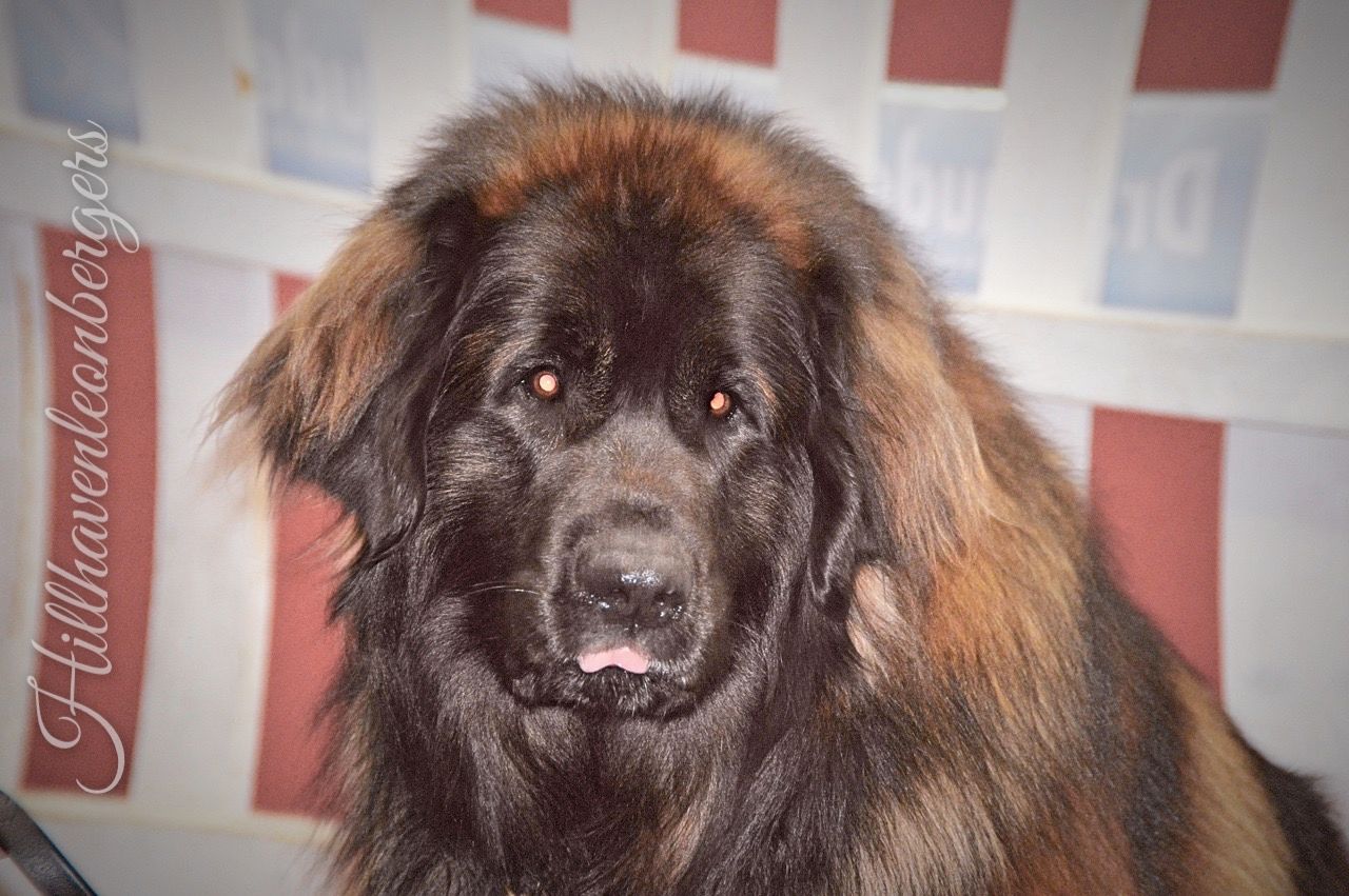 Large fluffy black-and-brown dog facing forward against a red-and-white checkered backdrop