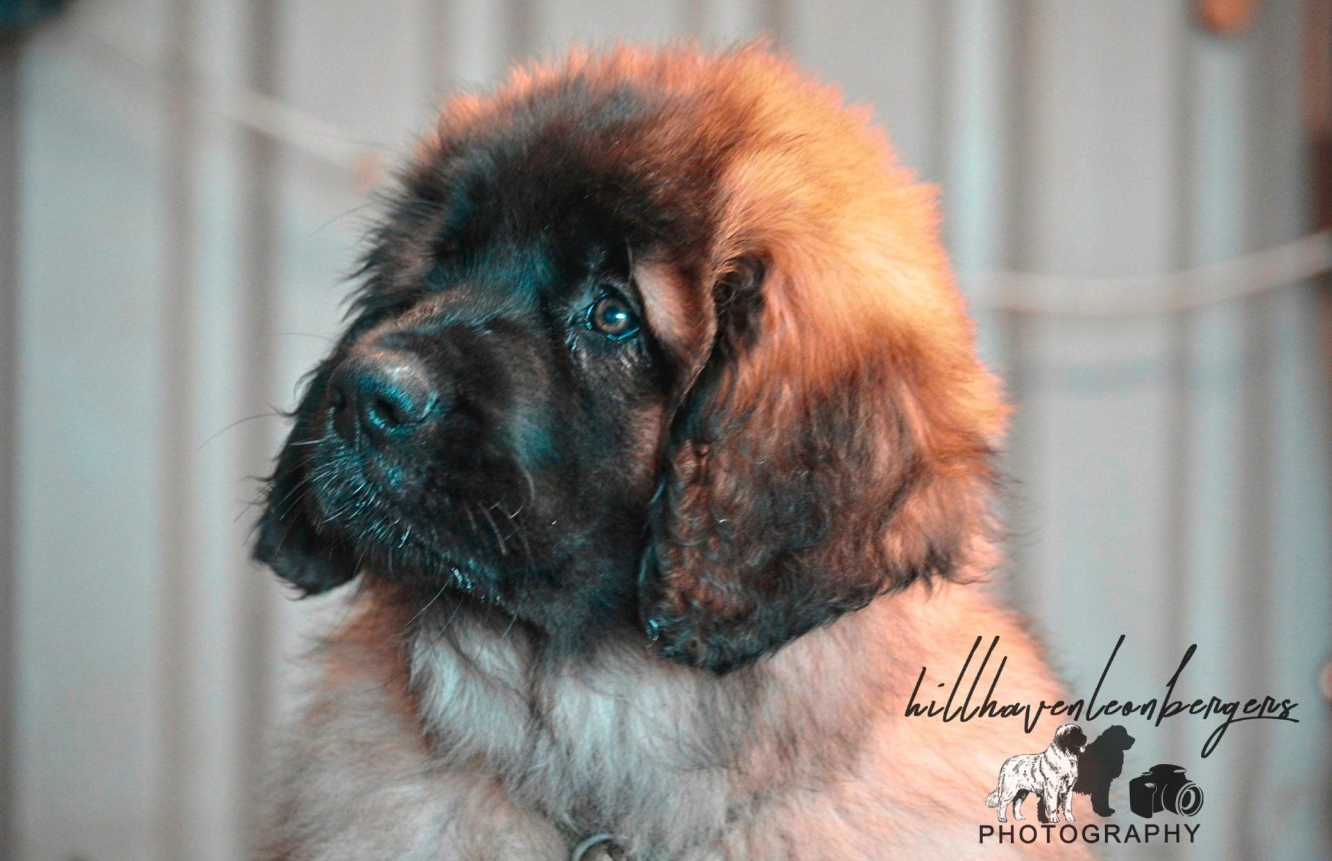 Hillhavenleonbergers leonbergers