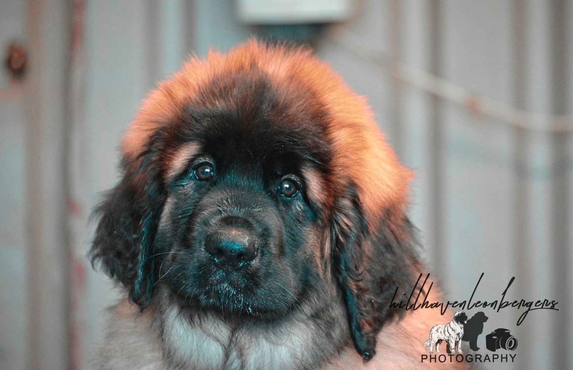 Hillhavenleonbergers leonbergers
