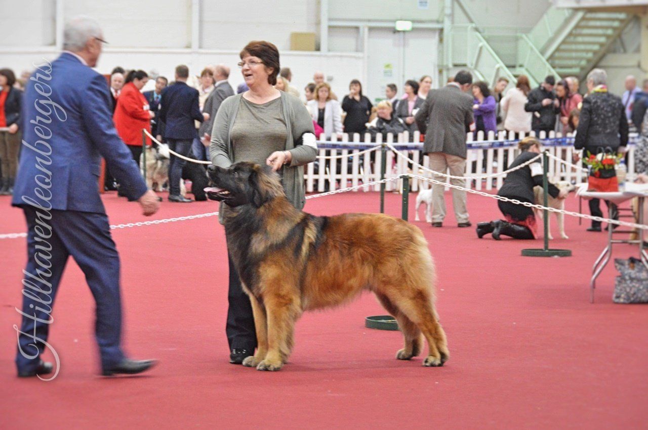 Dog show contestant with handler standing on a red floor in an indoor exhibition ring