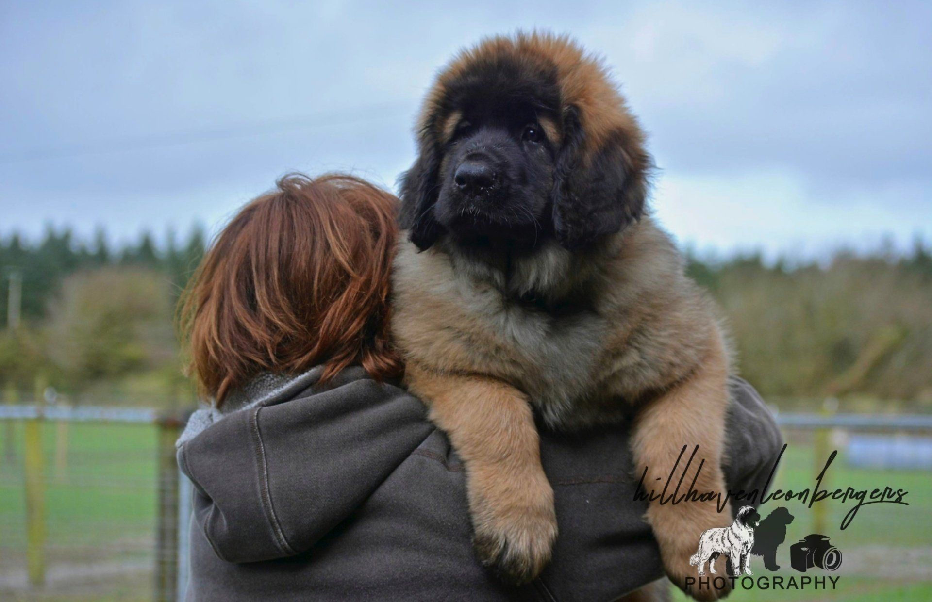 Hillhavenleonbergers leonbergers