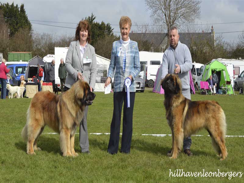 Hillhavenleonbergers leonbergers