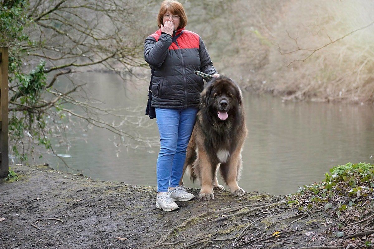 Hillhavenleonbergers leonbergers