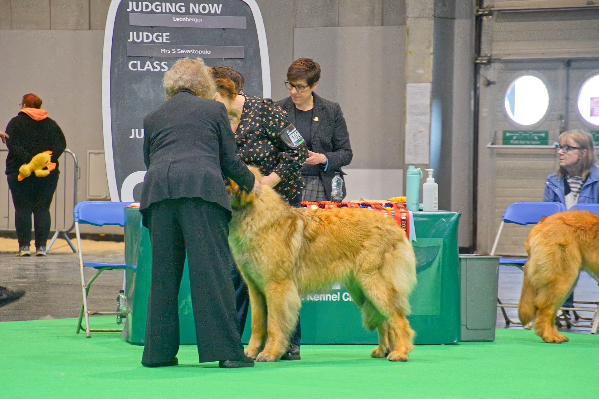 Dog show judge examining a golden retriever on a green floor