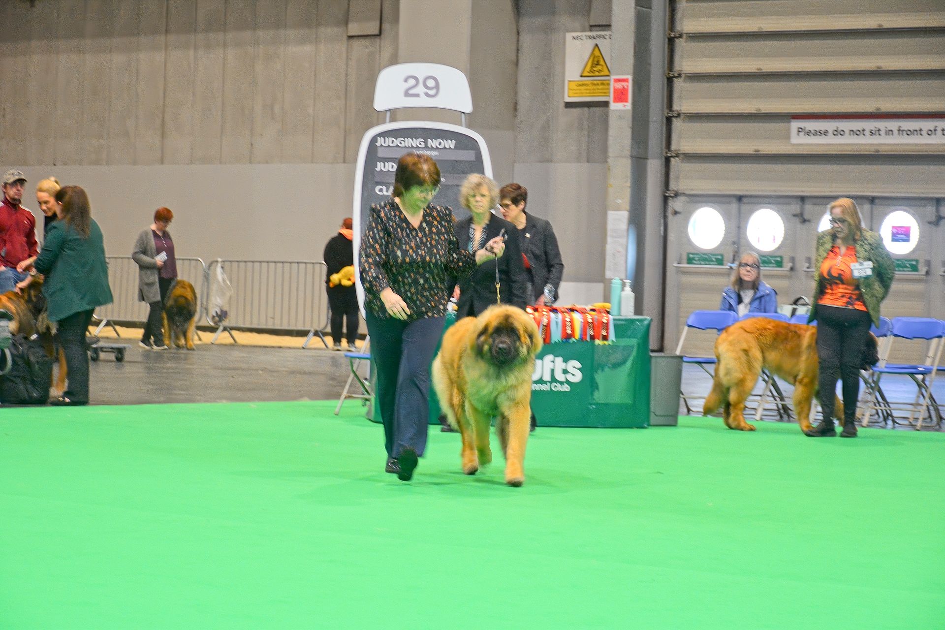 Dog show handler leading a golden dog on a green indoor ring with other dogs and people in the background