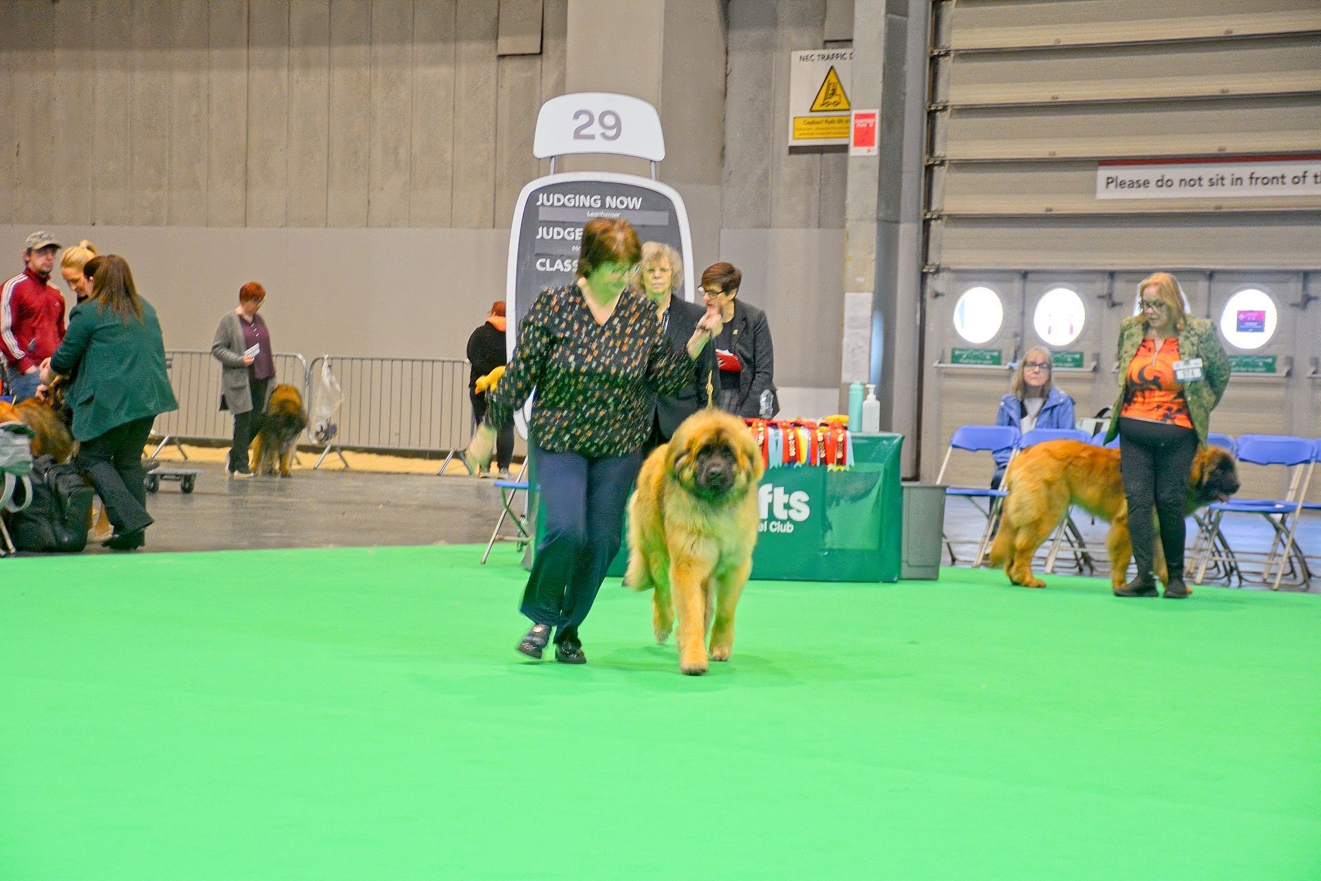 Woman leading a large dog across a bright green show ring at an indoor dog event