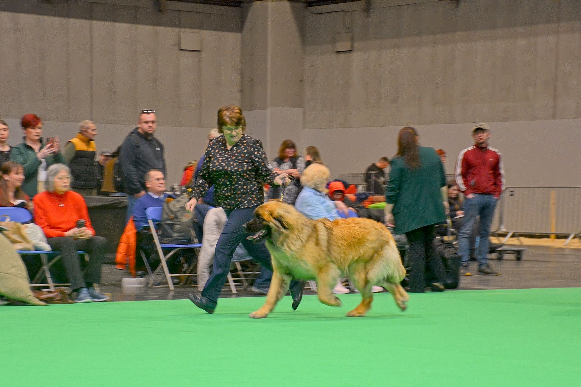 Dog show handler leading a fluffy tan dog across a green indoor ring with spectators in the background