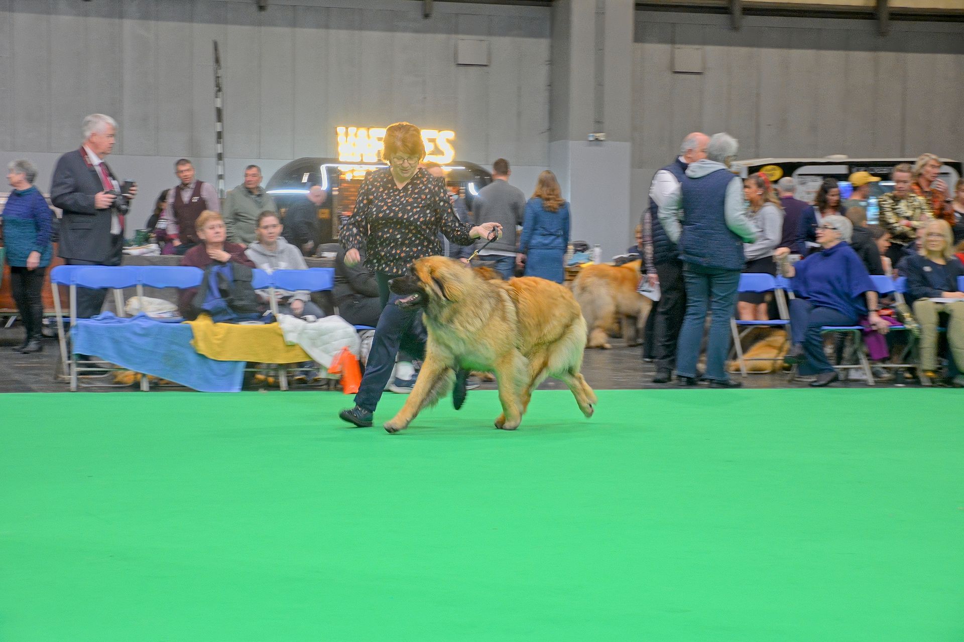 Dog show ring with a tan dog and handler on a green floor, spectators seated behind them