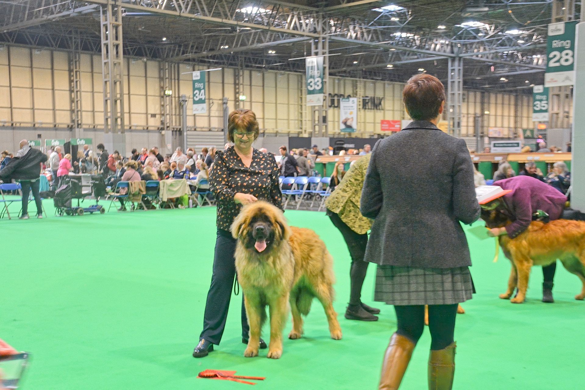 Dog show ring with handlers and large fluffy dogs on a green floor in an indoor exhibition hall