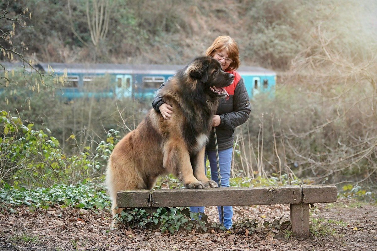 Hillhavenleonbergers leonbergers