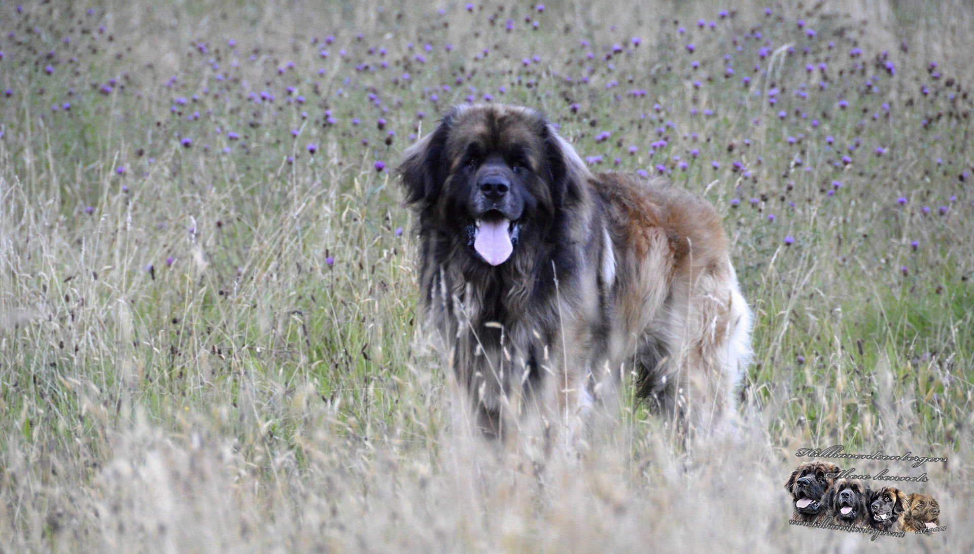 Hillhavenleonbergers leonbergers
