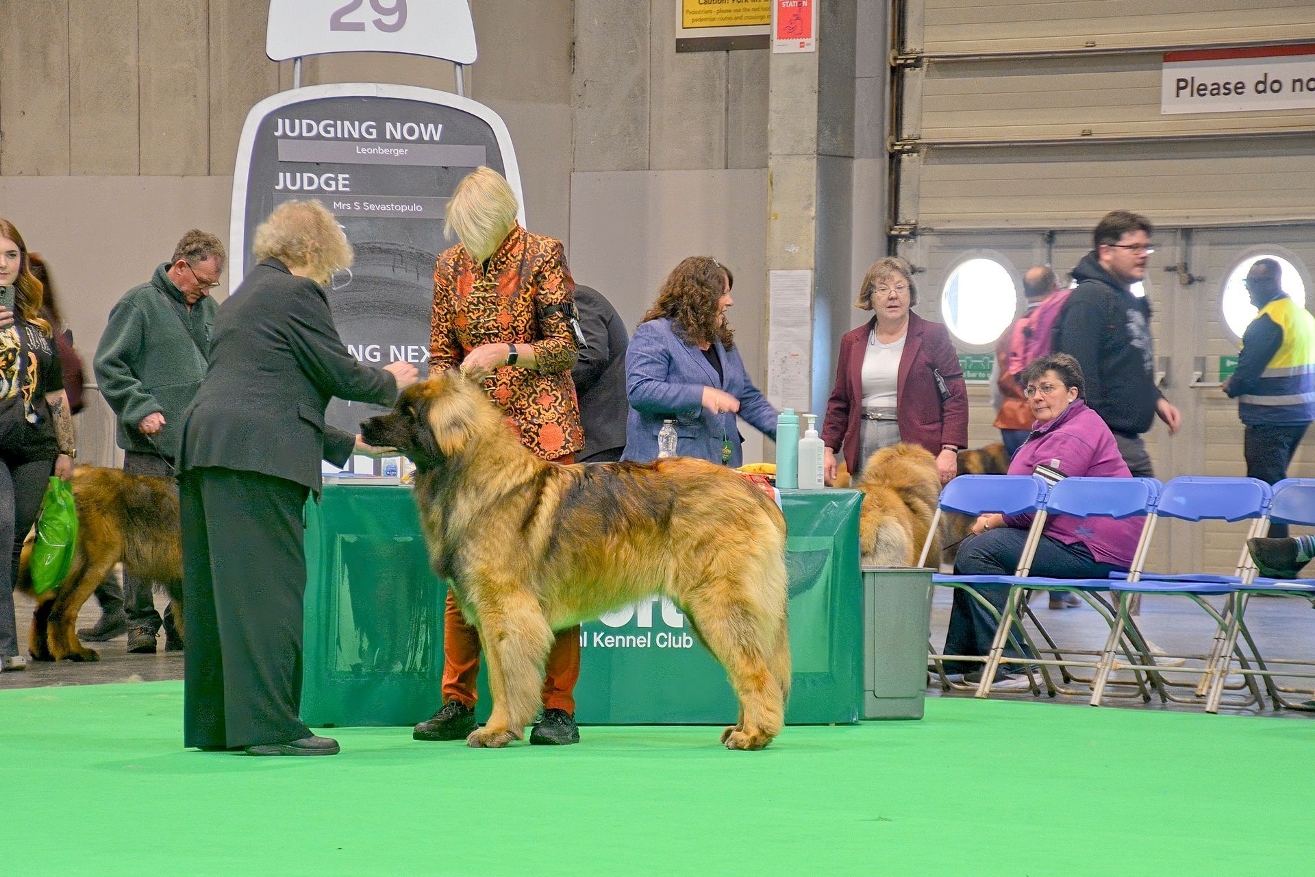 Large dog standing on green carpet at an indoor dog show, with people and chairs in the background