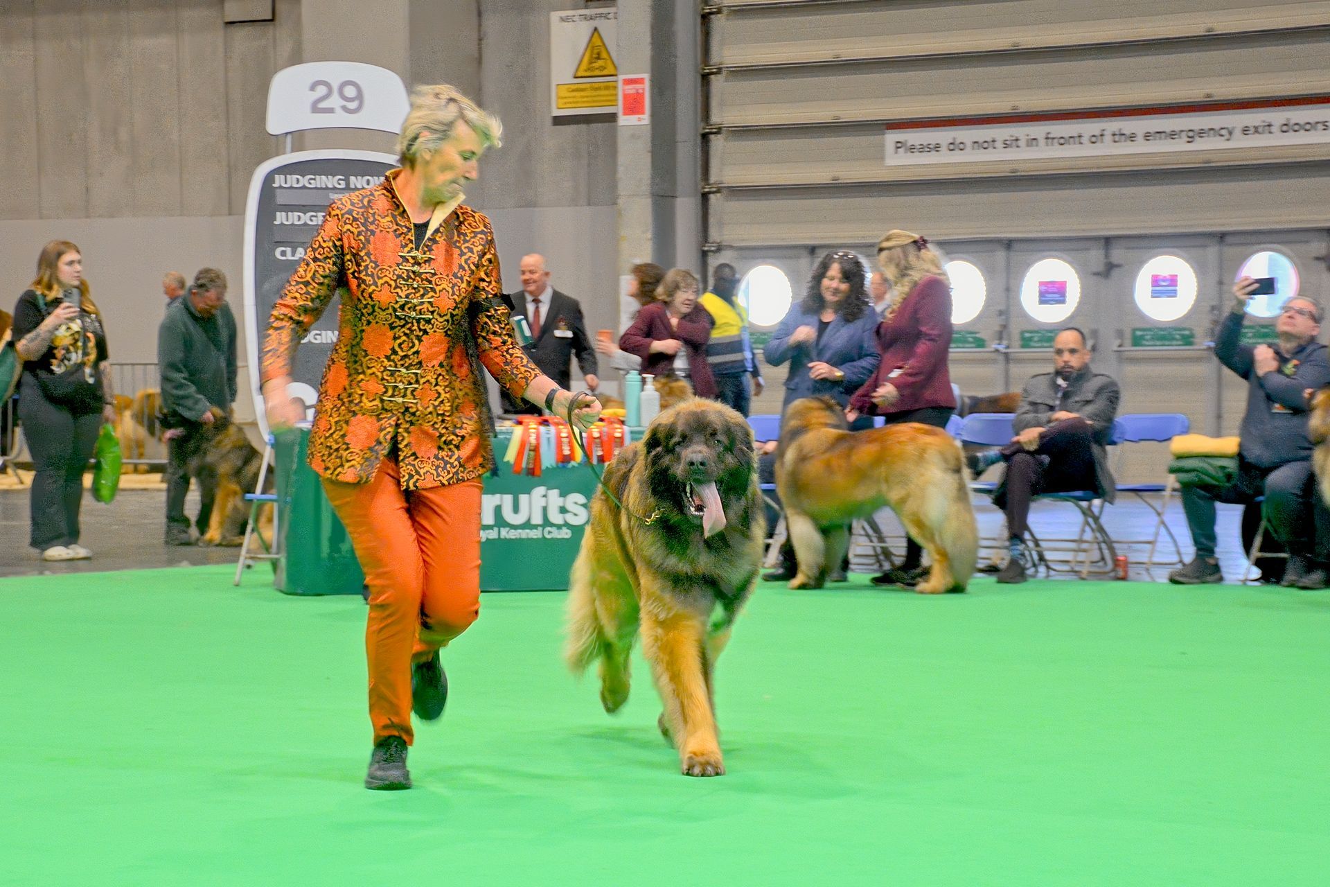 Dog show handler walking a German shepherd on a green carpet in an indoor exhibition hall