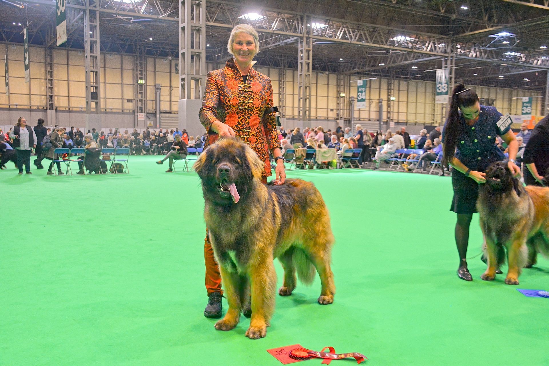 Two handlers with large dogs in a show ring on a green floor, with spectators in the background