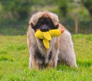 Fluffy tan dog standing on grass with a yellow toy in its mouth