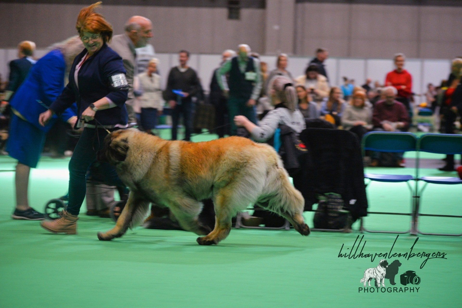 Hillhavenleonbergers leonbergers
