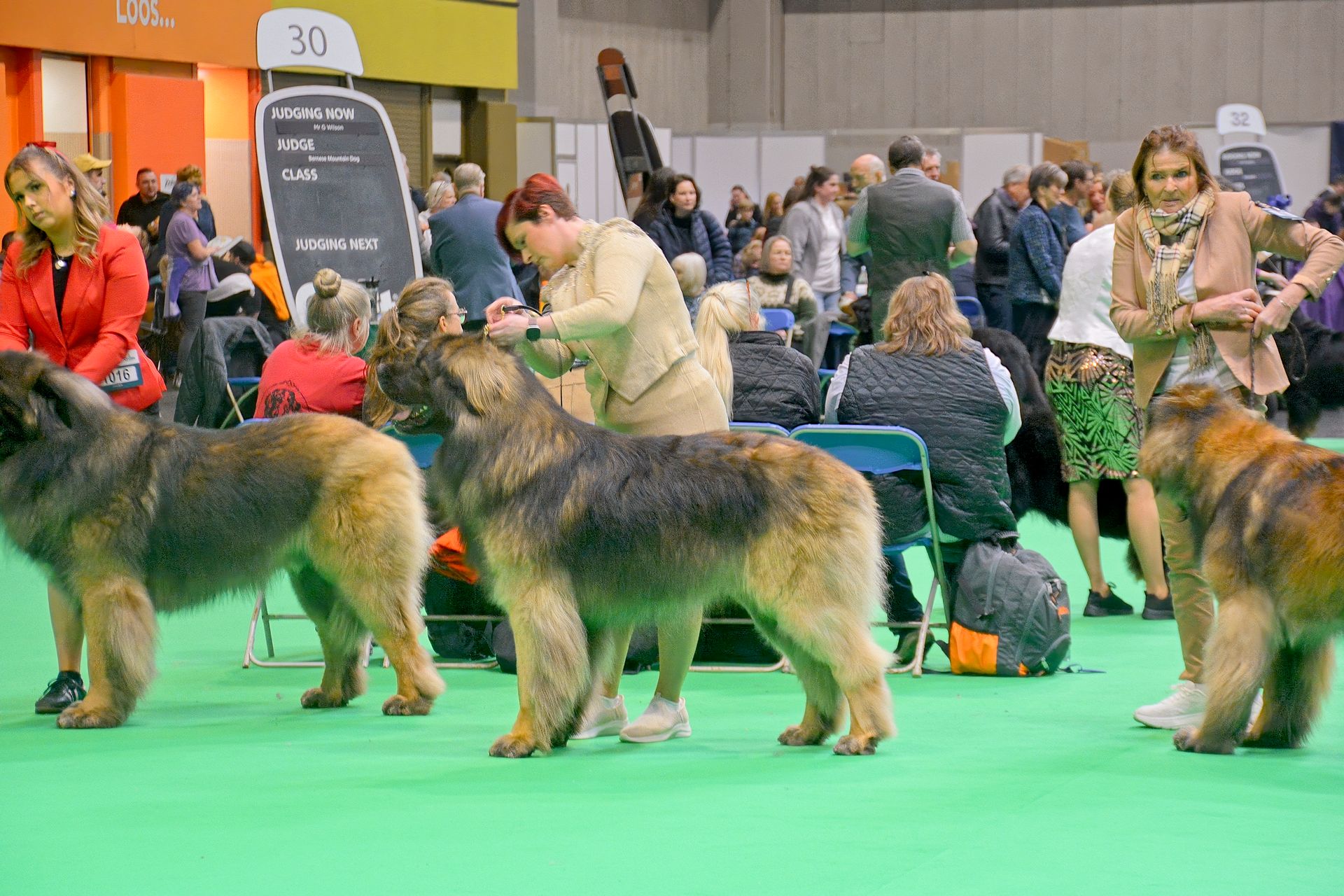 Dog show with three large dogs standing in a green indoor exhibition ring, handlers and spectators in the background